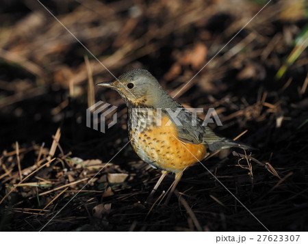 カラアカハラ カラアカハラ 27623307