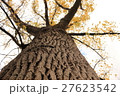 見上げる黄葉した大きなポプラの木 27623542