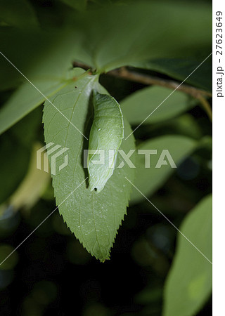 オオムラサキの蛹 27623649