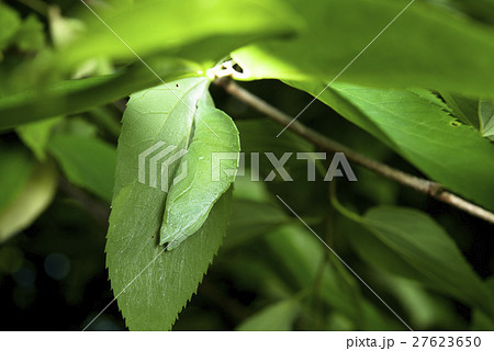 オオムラサキの蛹 27623650