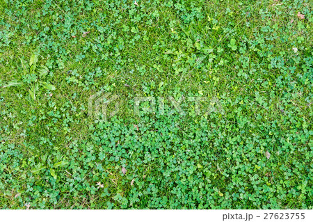 Grass texture background 27623755