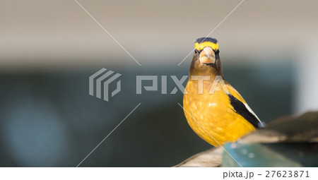 Evening Grosbeaks(Coccothraustes vespertinus). Evening Grosbeaks(Coccothraustes vespertinus). 27623871