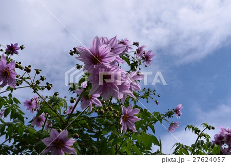 丹沢国定公園9 27624057