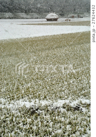 見沼田圃:降雪の加田屋新田 フナノ 見沼田圃:降雪の加田屋新田 フナノ 27624432