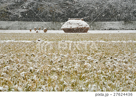 見沼田圃：降雪の加田屋新田　フナノ 27624436