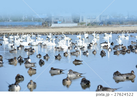 水田を訪れたたくさんの白鳥とカモ。千葉県印西市本埜白鳥の郷 27624522