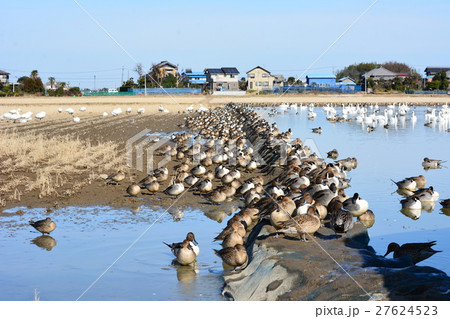 水田の畔に群がって昼寝しているオナガガモたち。千葉県印西市本埜白鳥の郷 水田の畔に群がって昼寝しているオナガガモたち。千葉県印西市本埜白鳥の郷 27624523