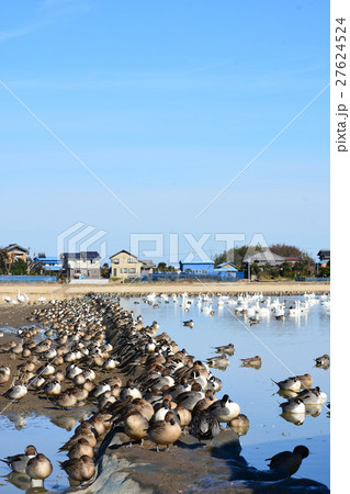 水田の畔に群がって昼寝しているオナガガモたち。千葉県印西市本埜白鳥の郷 27624524