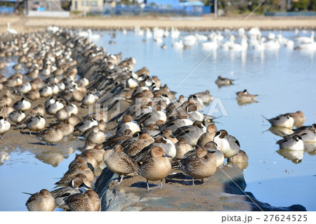 水田の畔に群がって昼寝しているオナガガモたち。千葉県印西市本埜白鳥の郷 27624525