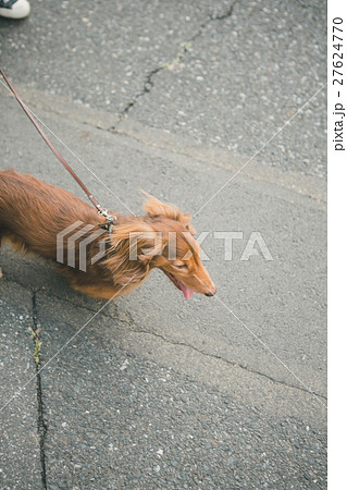 dog lover dog lover 27624770