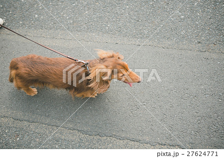 dog lover 27624771