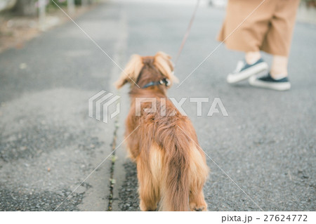 dog lover dog lover 27624772