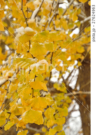 見沼田圃:降雪の加田屋新田 紅葉のイチョウと雪 見沼田圃:降雪の加田屋新田 紅葉のイチョウと雪 27624963