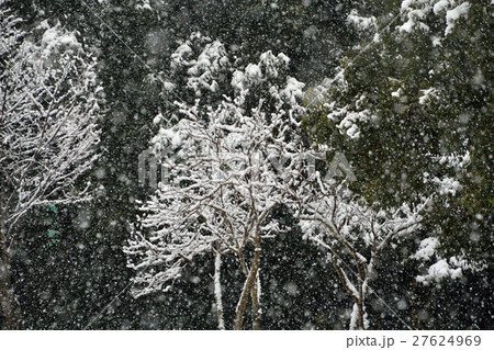 見沼田圃:木々に積もる雪 見沼自然公園 見沼田圃:木々に積もる雪 見沼自然公園 27624969