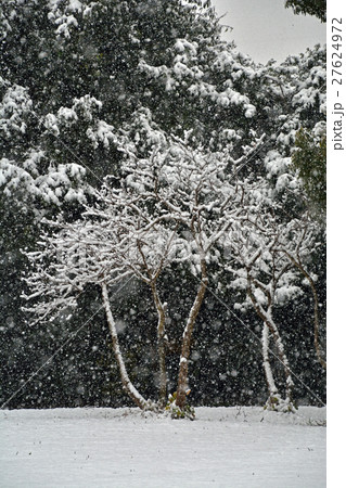 見沼田圃:木々に積もる雪 見沼自然公園 見沼田圃:木々に積もる雪 見沼自然公園 27624972