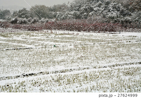 見沼田圃:田圃雪景色 見沼田圃:田圃雪景色 27624999