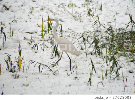 見沼田圃:ダイサギ 見沼田圃:ダイサギ 27625003