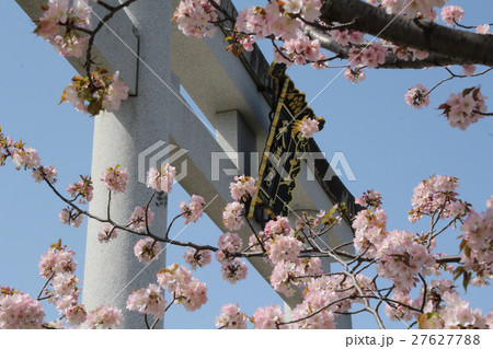 桜と鳥居 27627788