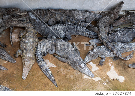 シェムリアップのクロコダイル・ファームのワニ シェムリアップのクロコダイル・ファームのワニ 27627874