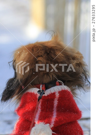 冬に散歩中のミニチュアダックスの後ろ姿 シェーテッドレッド 冬に散歩中のミニチュアダックスの後ろ姿 シェーテッドレッド 27633295