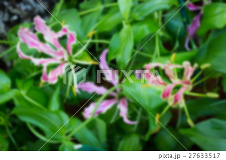 Blurred Gloriosa flower blooming in the garden 27633517