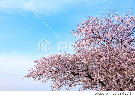 青空と桜 青空と桜 27634271