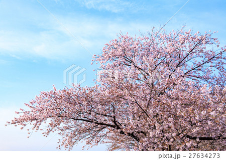 青空と桜 青空と桜 27634273