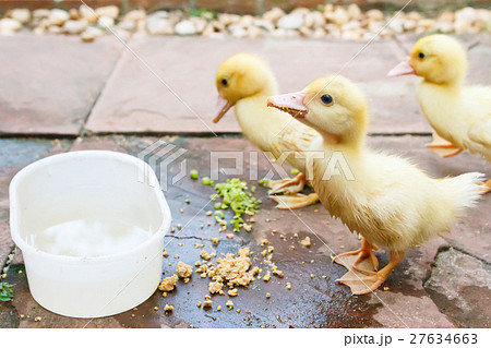 Ducklings stand and eat. 27634663