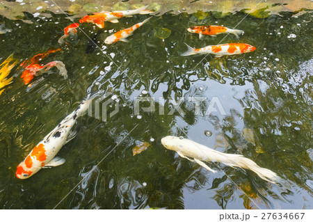 Carps swimming in pond. 27634667