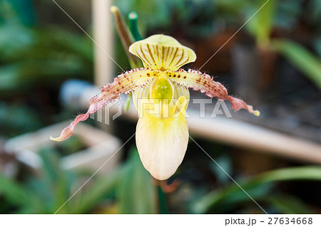 Yellow Slipper lady orchid in garden. Yellow Slipper lady orchid in garden. 27634668