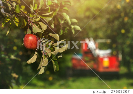 Red Apple on Apple Tree Orchard with harvester car 27635207