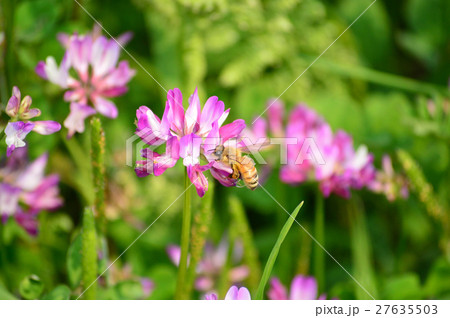 レンゲの蜜を吸うミツバチの写真素材