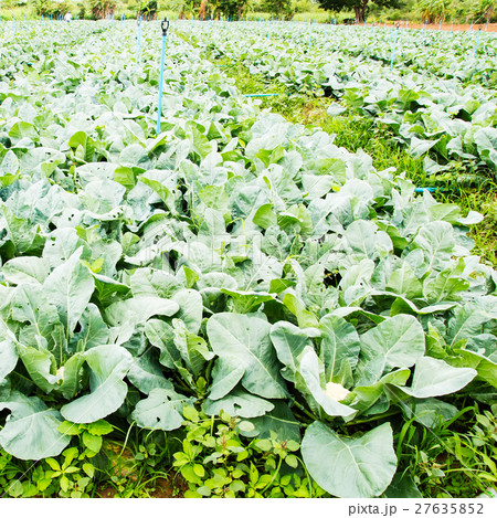 cauliflower plant, cabbage in vegetable garden cauliflower plant, cabbage in vegetable garden 27635852