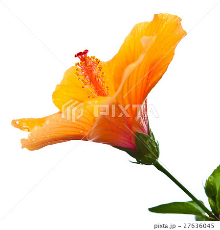 Hibiscus,Tropical flower isolate on white 27636045