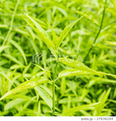 King of Bitter Herb - Andrographis paniculata. 27636284