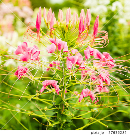 Cleome spinosa 27636285