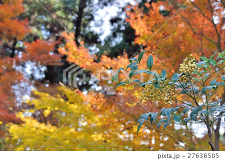 木洩れ日に照らされる紅葉 27636505
