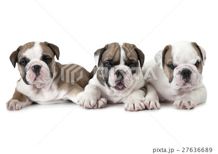 Purebred English Bulldog puppies over white 27636689