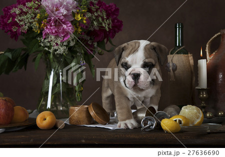 English Bulldog puppy on the table with flowers 27636690