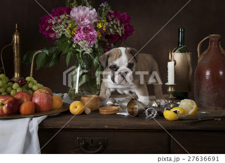 English Bulldog puppy in Dutch style 27636691