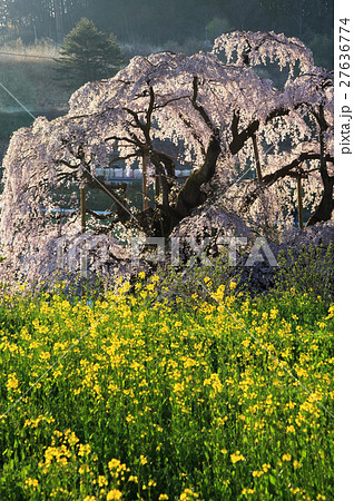 三春の滝桜 27636774