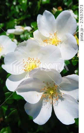 テリハノイバラの花 テリハノイバラの花 27637073