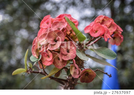 red Poi Sian flowers with nature background 27637097