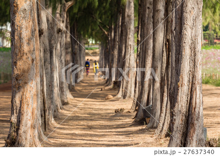 walkway between pine tree with couple background walkway between pine tree with couple background 27637340