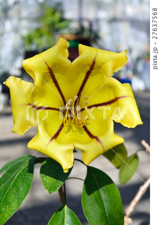 ウコンラッパバナ ウコンラッパバナ 27637568
