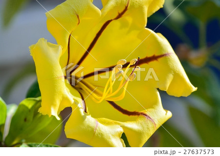 ウコンラッパバナ 27637573