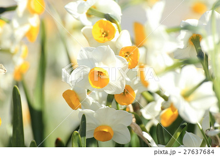 野母崎水仙まつり(長崎県) 野母崎水仙まつり(長崎県) 27637684
