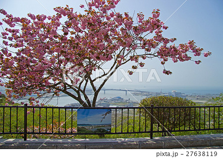 公園に咲く八重桜 石巻市日和山公園 公園に咲く八重桜 石巻市日和山公園 27638119