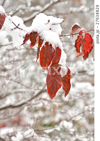 樹木:ハナミズキ ミズキ科 紅葉と初雪 樹木:ハナミズキ ミズキ科 紅葉と初雪 27638829