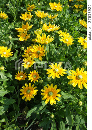 ルドベキア 27638929